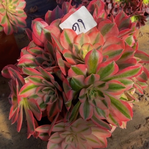 粉女巫多肉植物079多肉