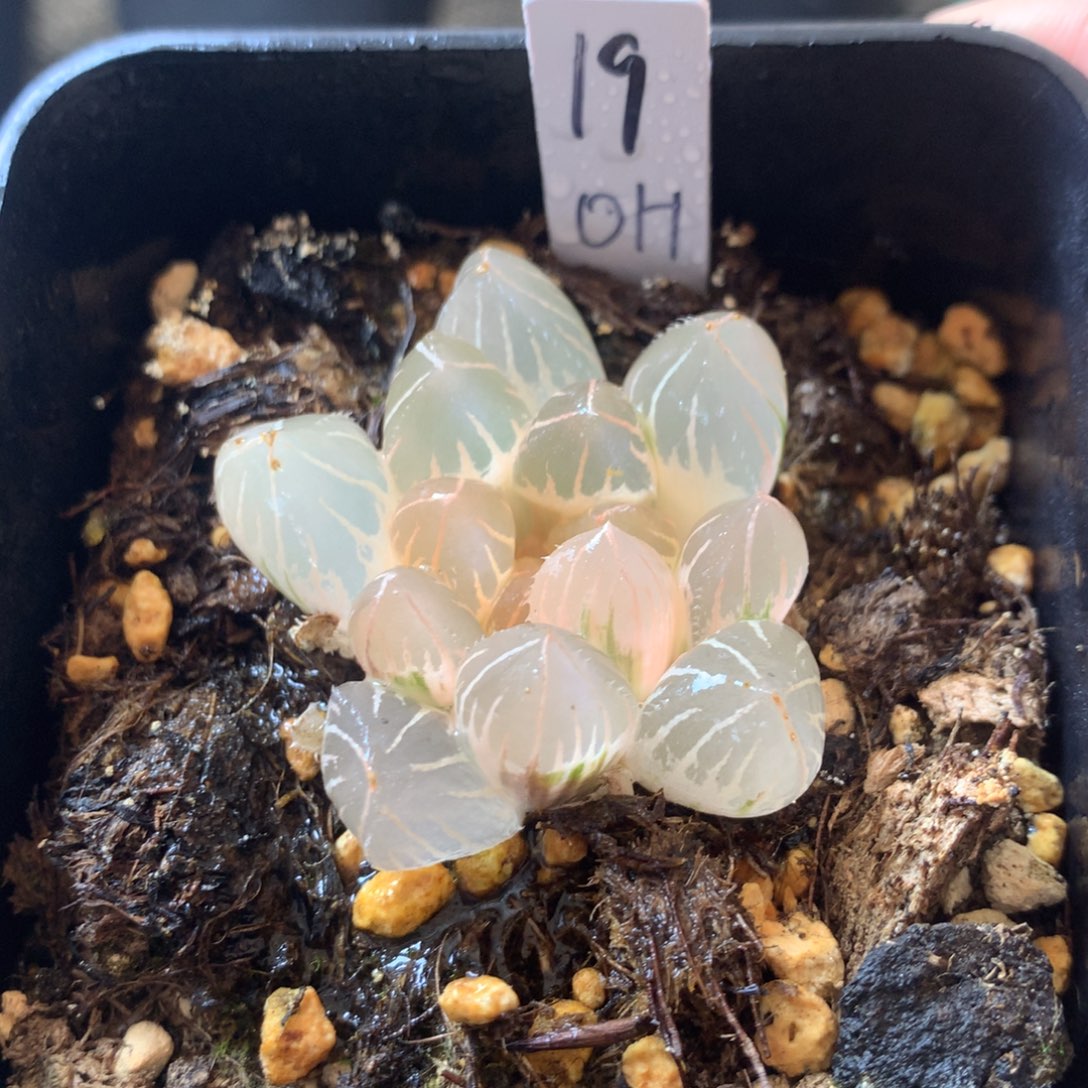 19号糊斑oh玉露锦一物一拍