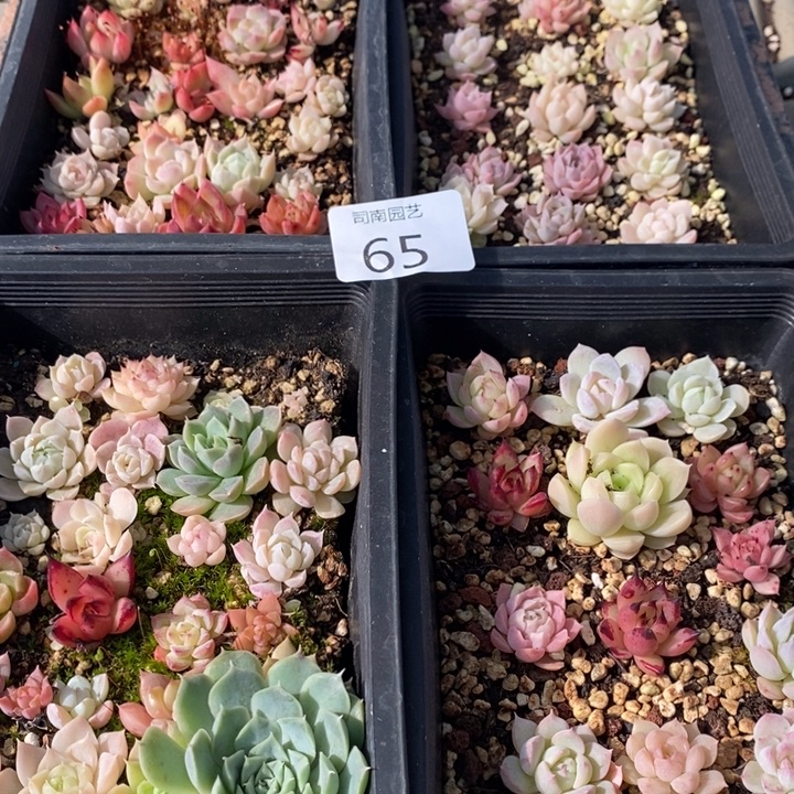65 多肉植物盆栽花卉