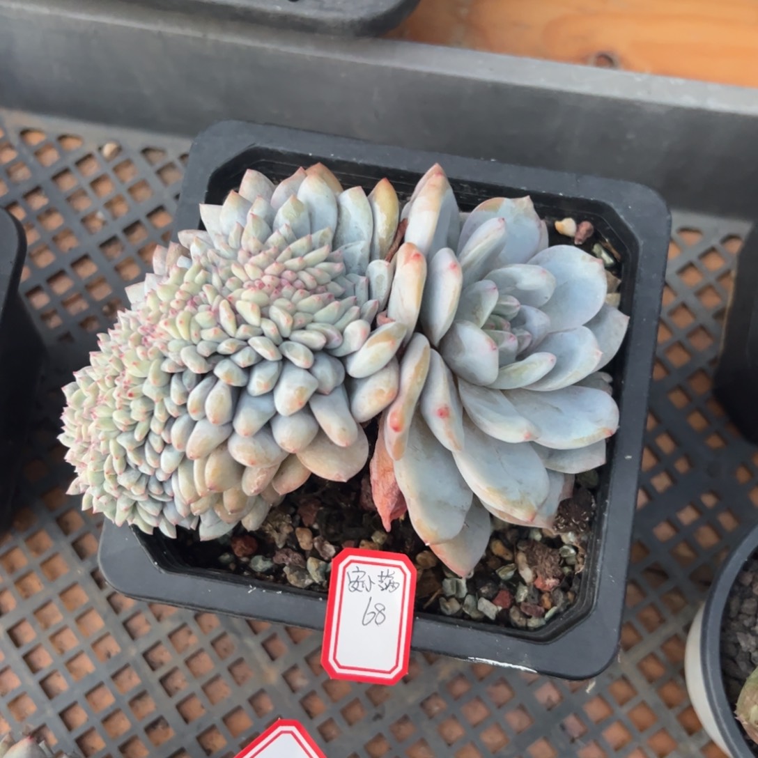 多肉植物多肉植物