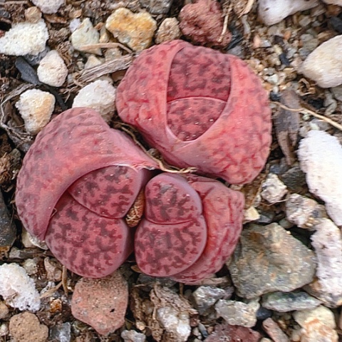 【闪购商品】25284