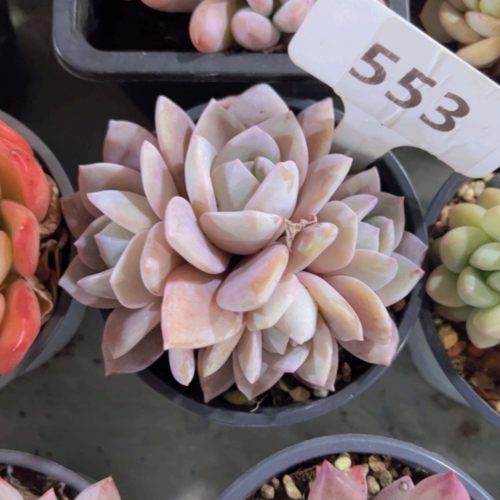 健健康康平平安安