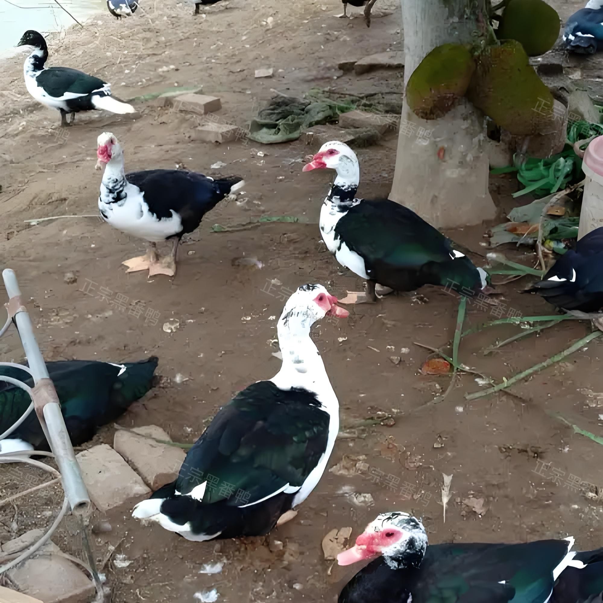 【出壳苗黑番鸭】宠物鸭红脸鸭西洋鸭柯尔鸭鸳鸯鸭网红鸭