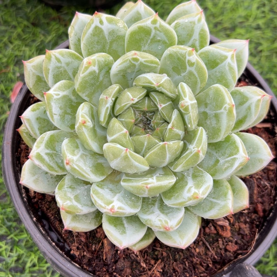 雪花珍妮0000-5-26