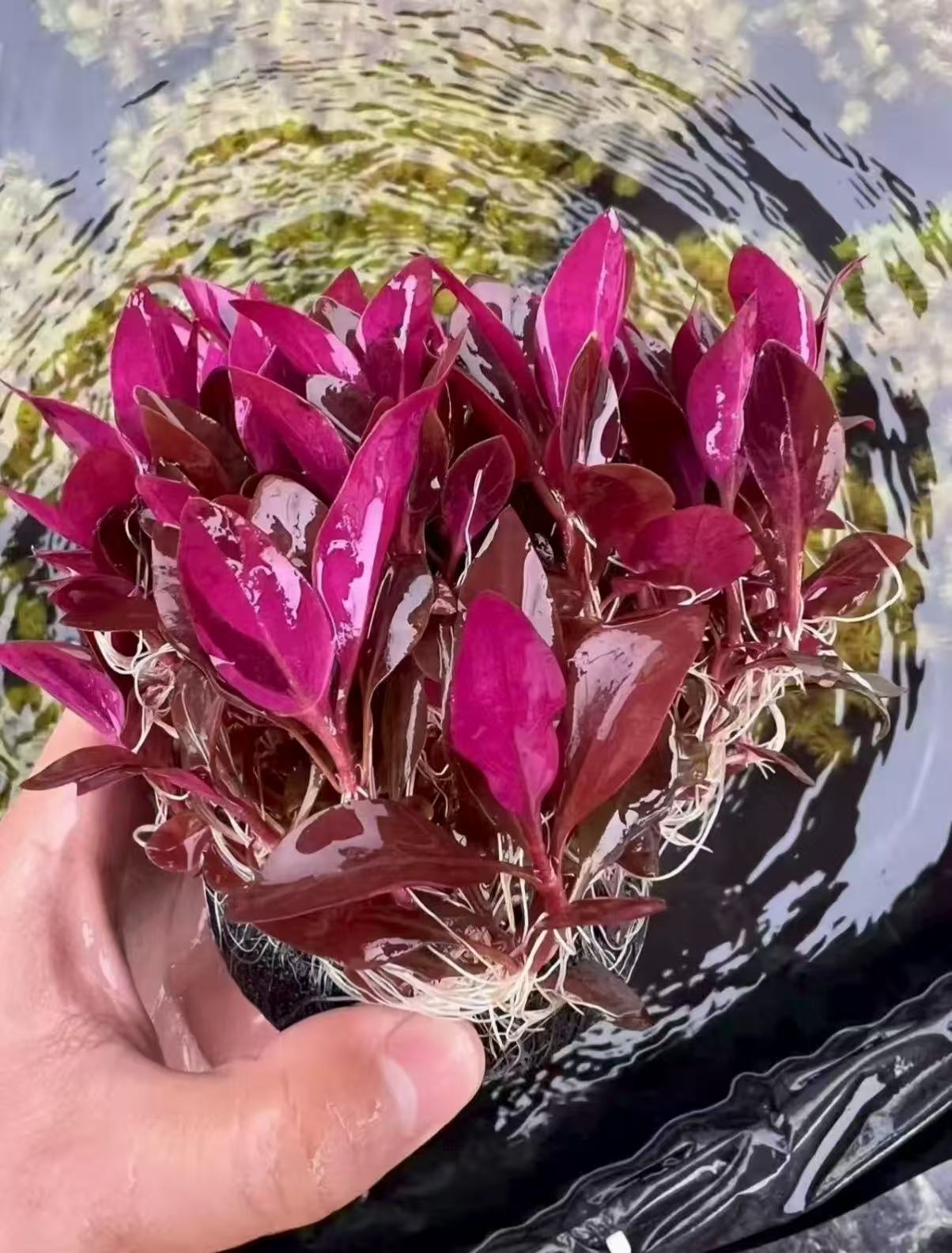 【丹麦红玫瑰】高端稀有水草