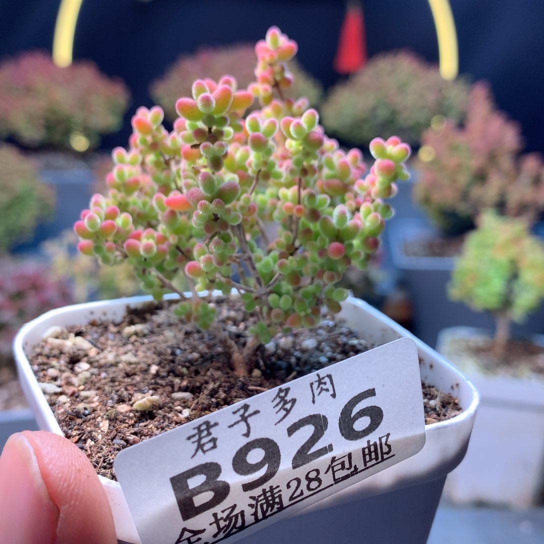 926蜜橘。           