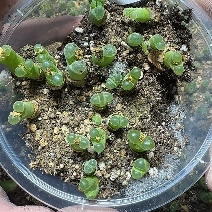 64 多肉植物多肉植物