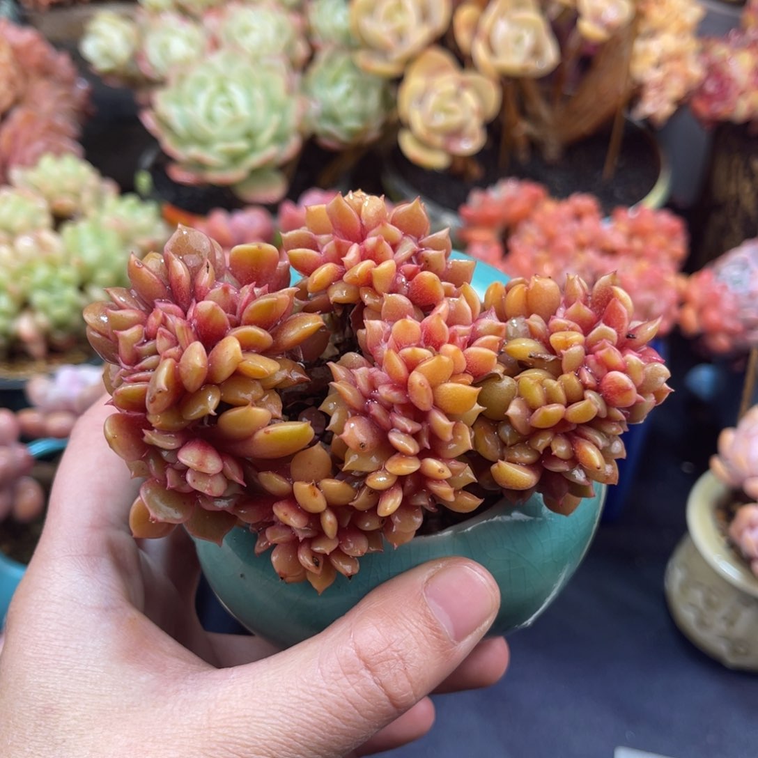 孙*娘大红袍缀化 十公分 带盆