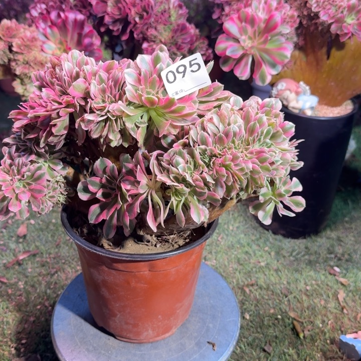 糖果女巫法师锦缀化