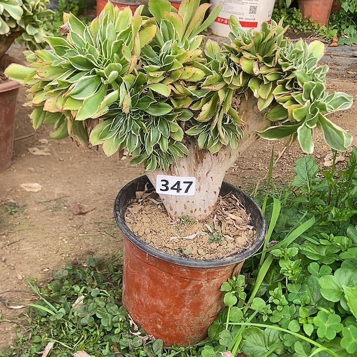 347大叶绿玫瑰锦缀特价