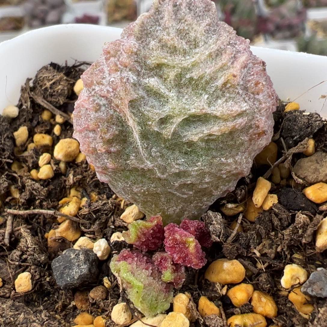 大鱼海棠多肉植物水泡