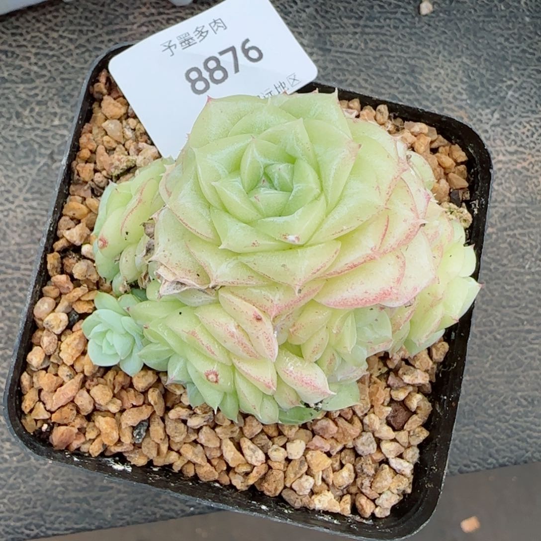 白天鹅，8876多肉植物