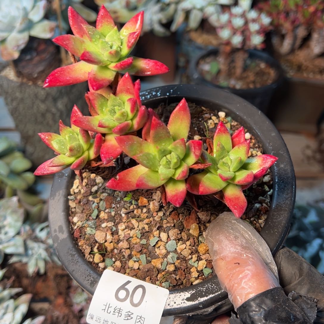 060是哈哈哈哈哈哈