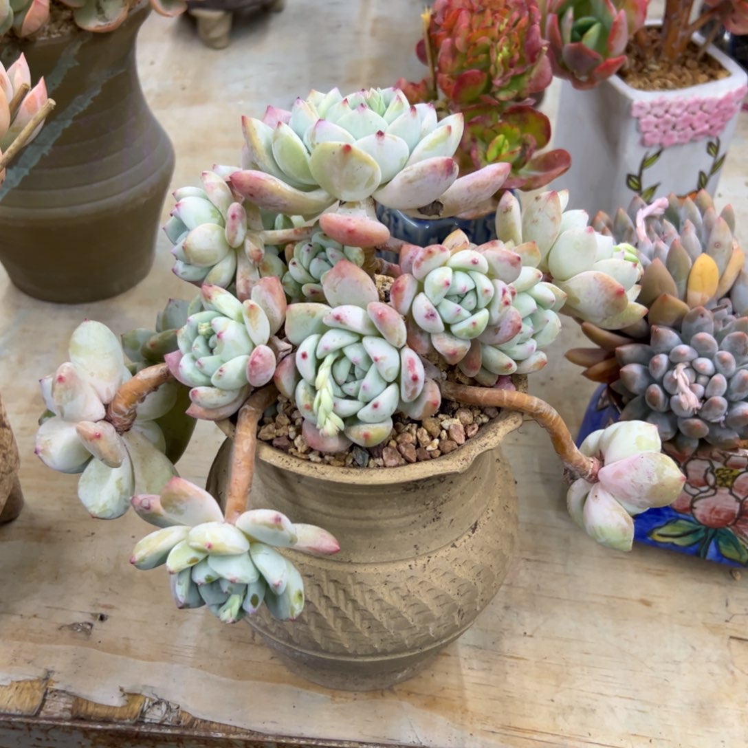 望舒38 零零多肉植物