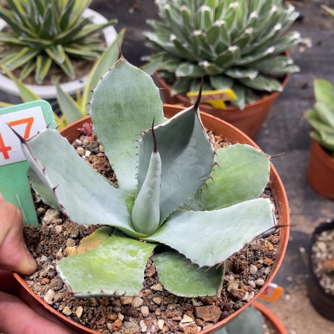 福克斯龙舌兰系列