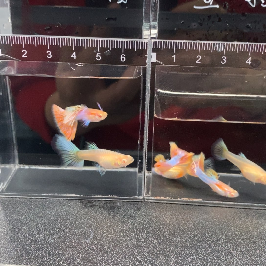 ****Z孔雀鱼漆彩金线一对剪尾两对小的