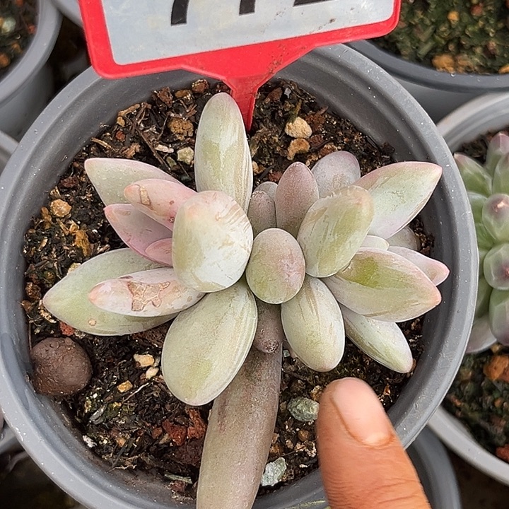 多肉植物企鹅群772
