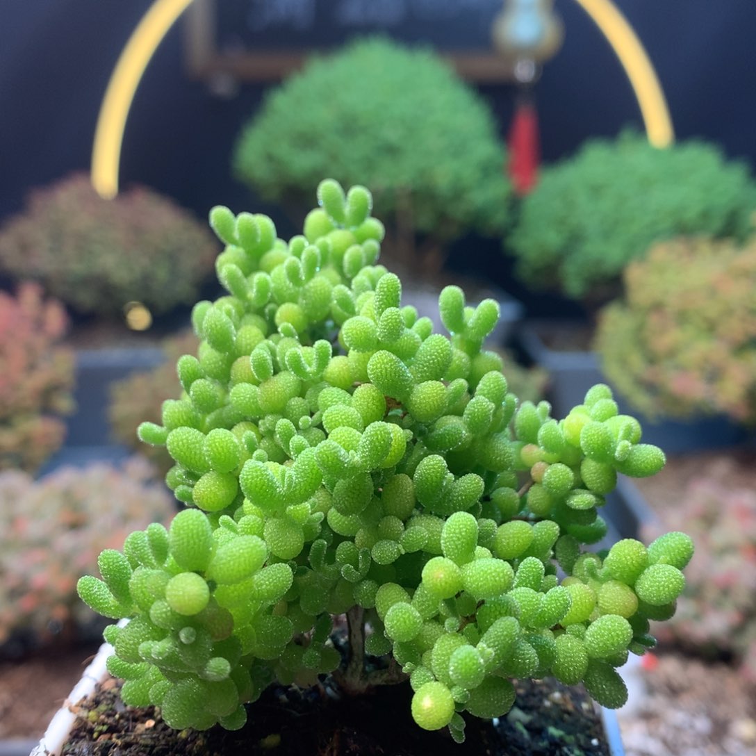 c266蜜橘枝干番杏