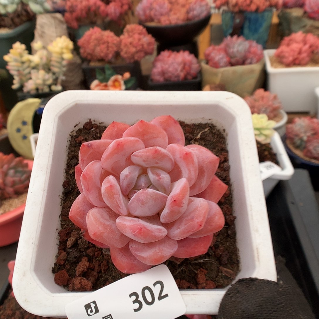 302雪天使多肉植物3666