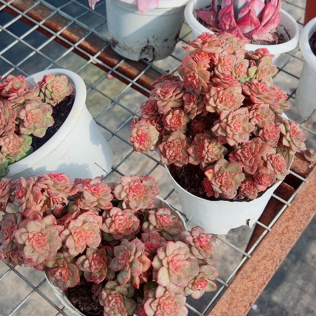 黄金蜡牡丹多头群生老桩