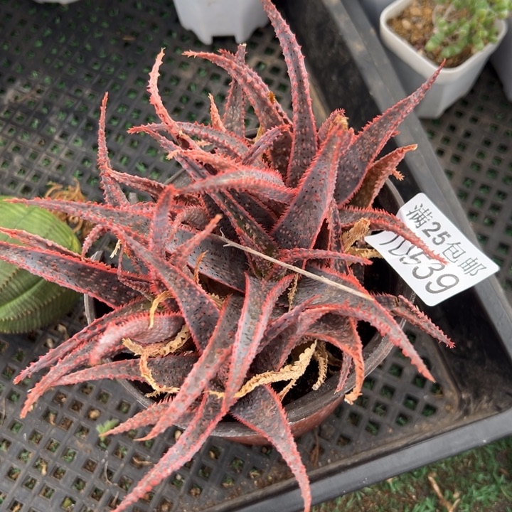 芦荟539，一物一拍