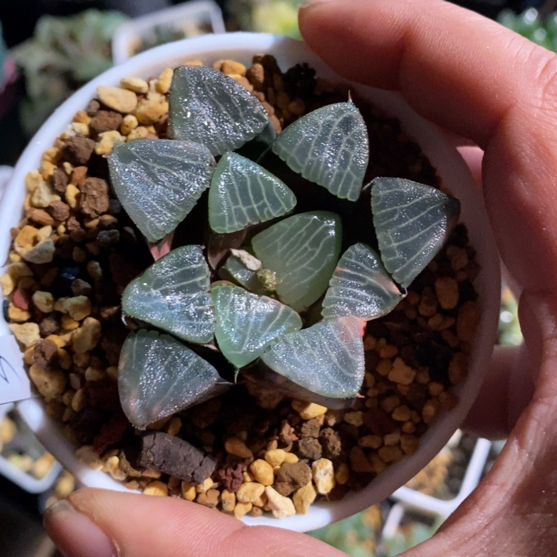 一颗实生克锦 元旦福利 超级大漏