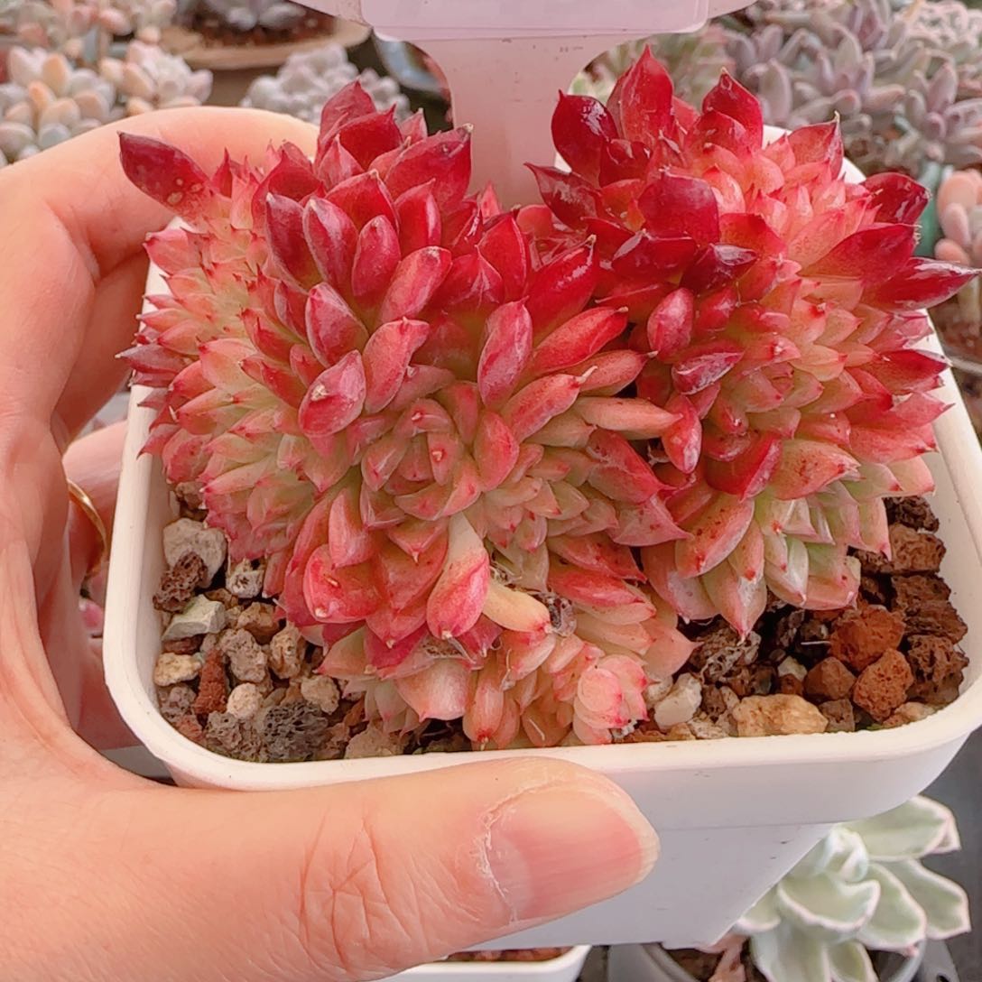 多肉植物8494…………