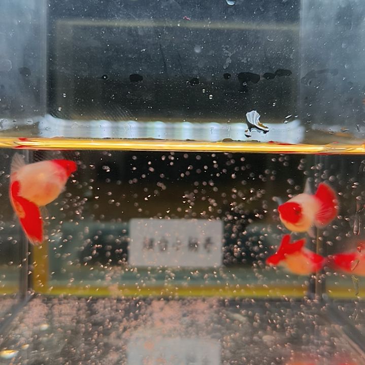 孔雀鱼深海蓝短球体3条