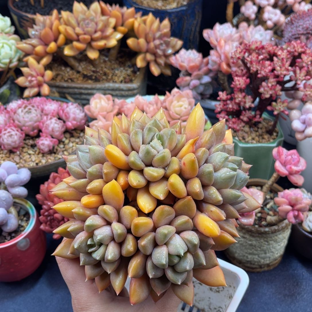 红象牙 十五公分