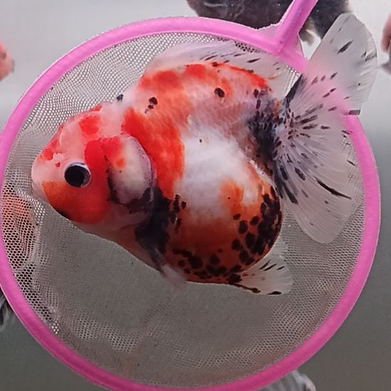 海水鱼精品泰狮观赏金鱼