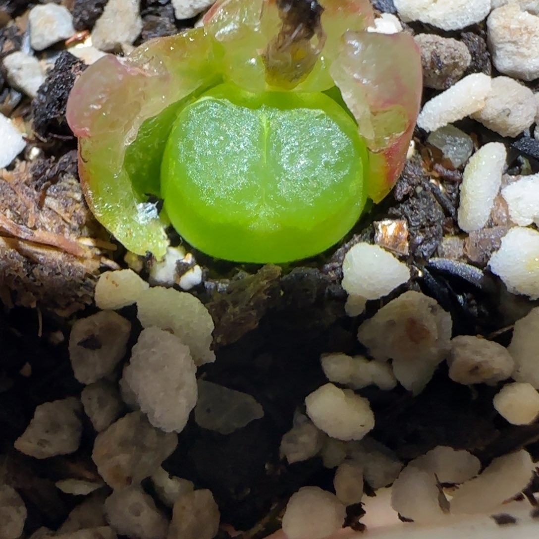 肉锥多肉植物百科1-雪茄1470