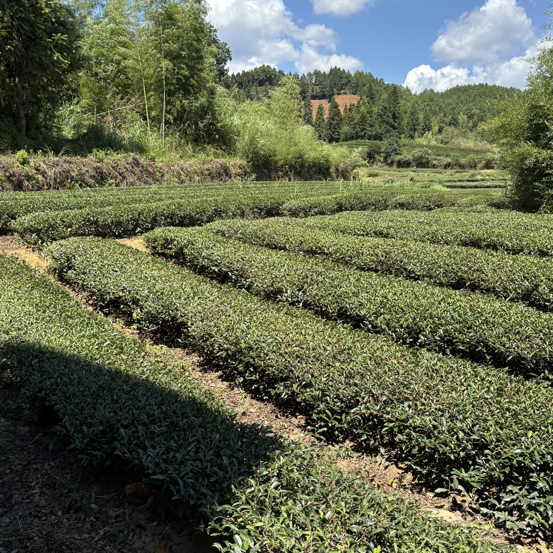 老树肉桂散茶250克，，