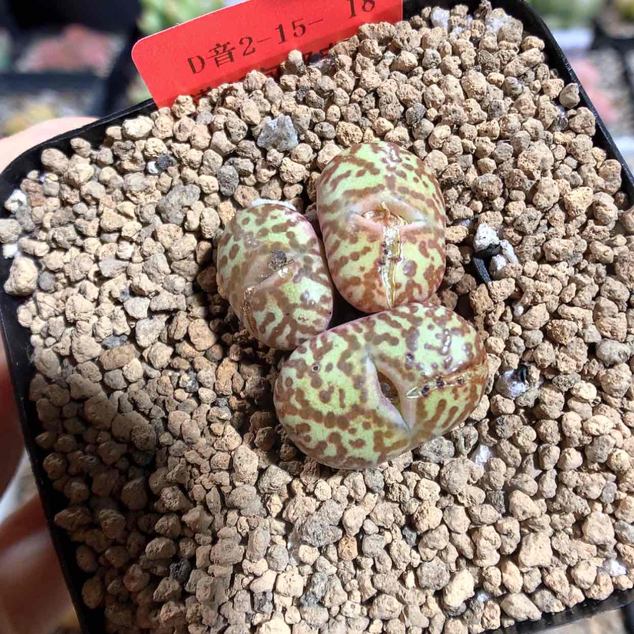 【闪购商品】2-15-18 wc一群 150