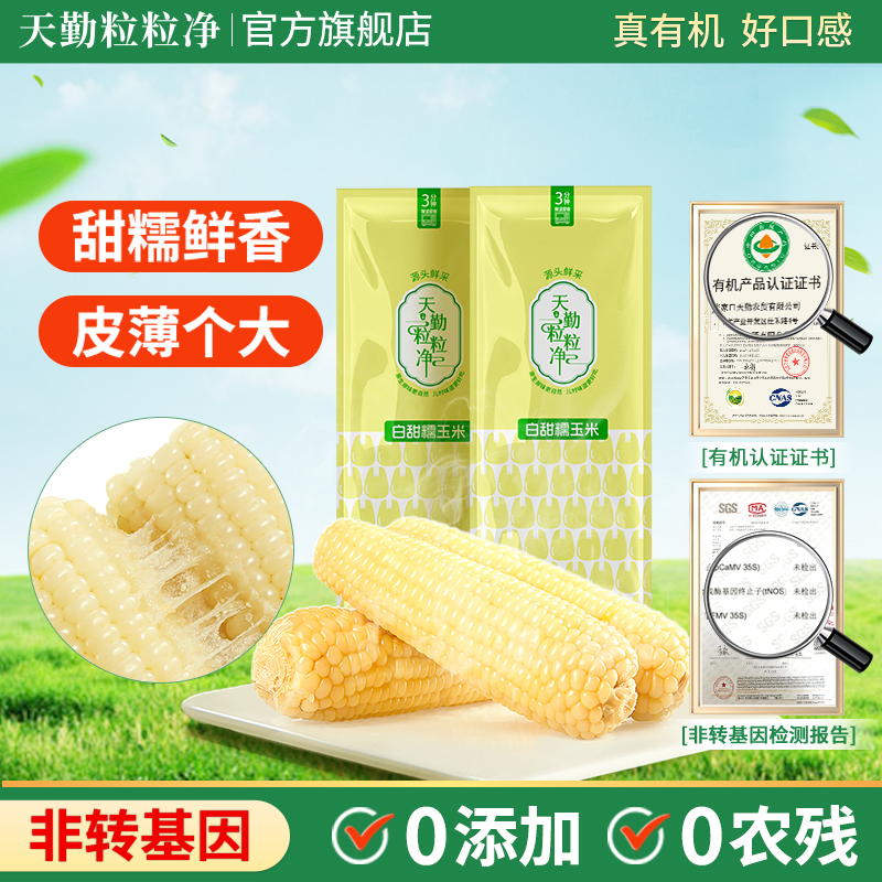 【25年新玉米】天勤粒粒净白甜糯玉米有机营养粗粮轻食早餐黏苞米