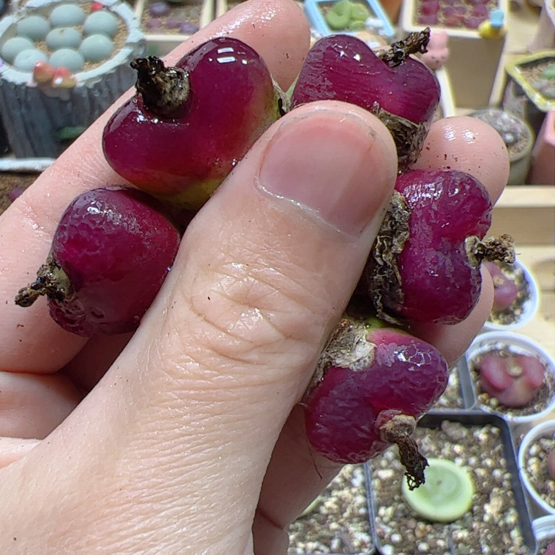 【闪购商品】310 车厘子x5