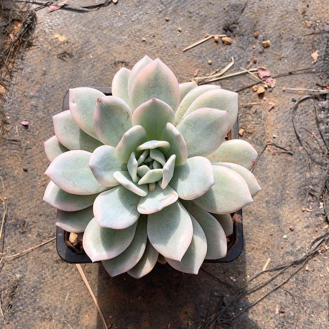多肉植物多肉植物