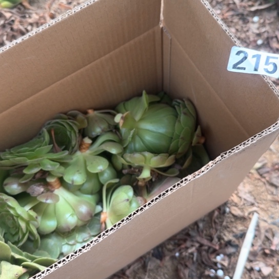 无花朵砍头215好非常好活