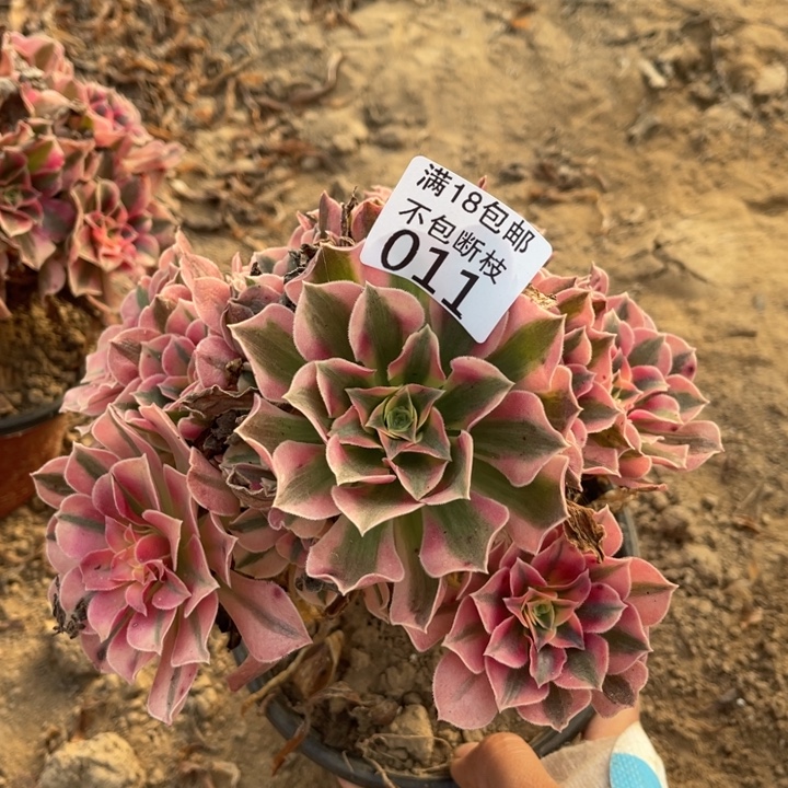 011粉女巫手捧4号棚