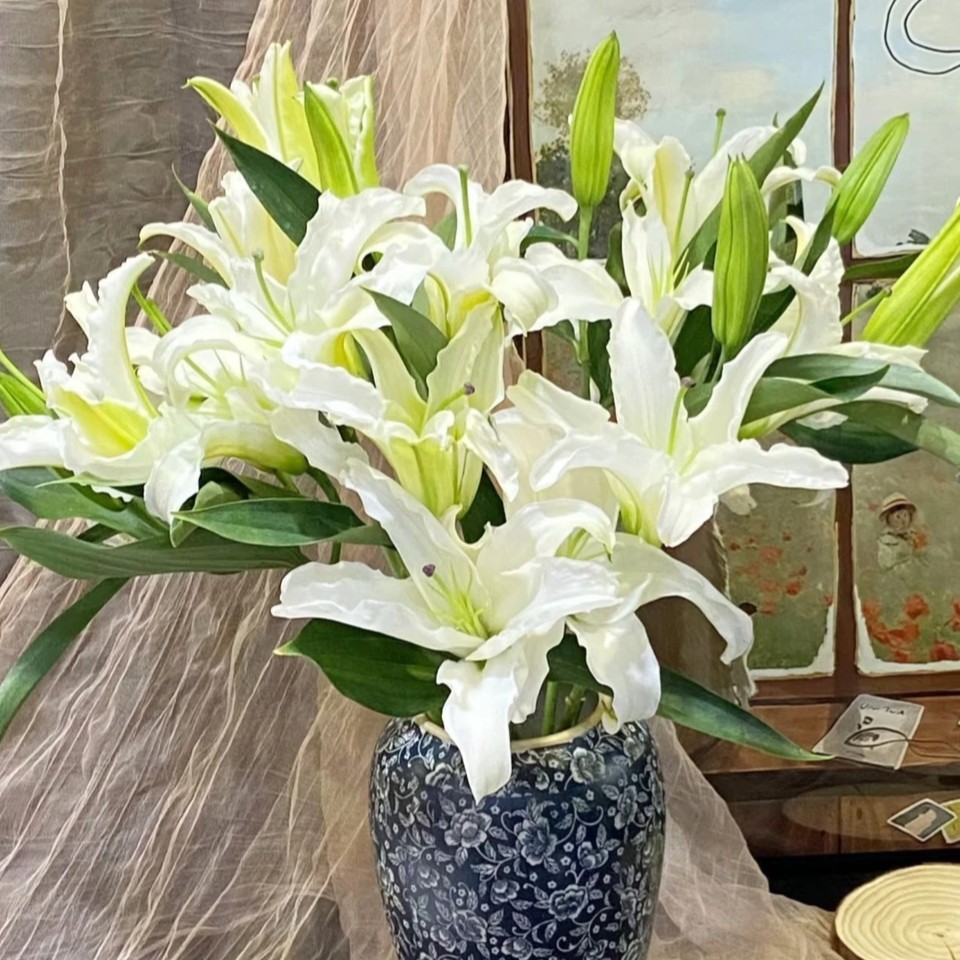 【白水晶】香水百合 昆明基地直发日常插瓶