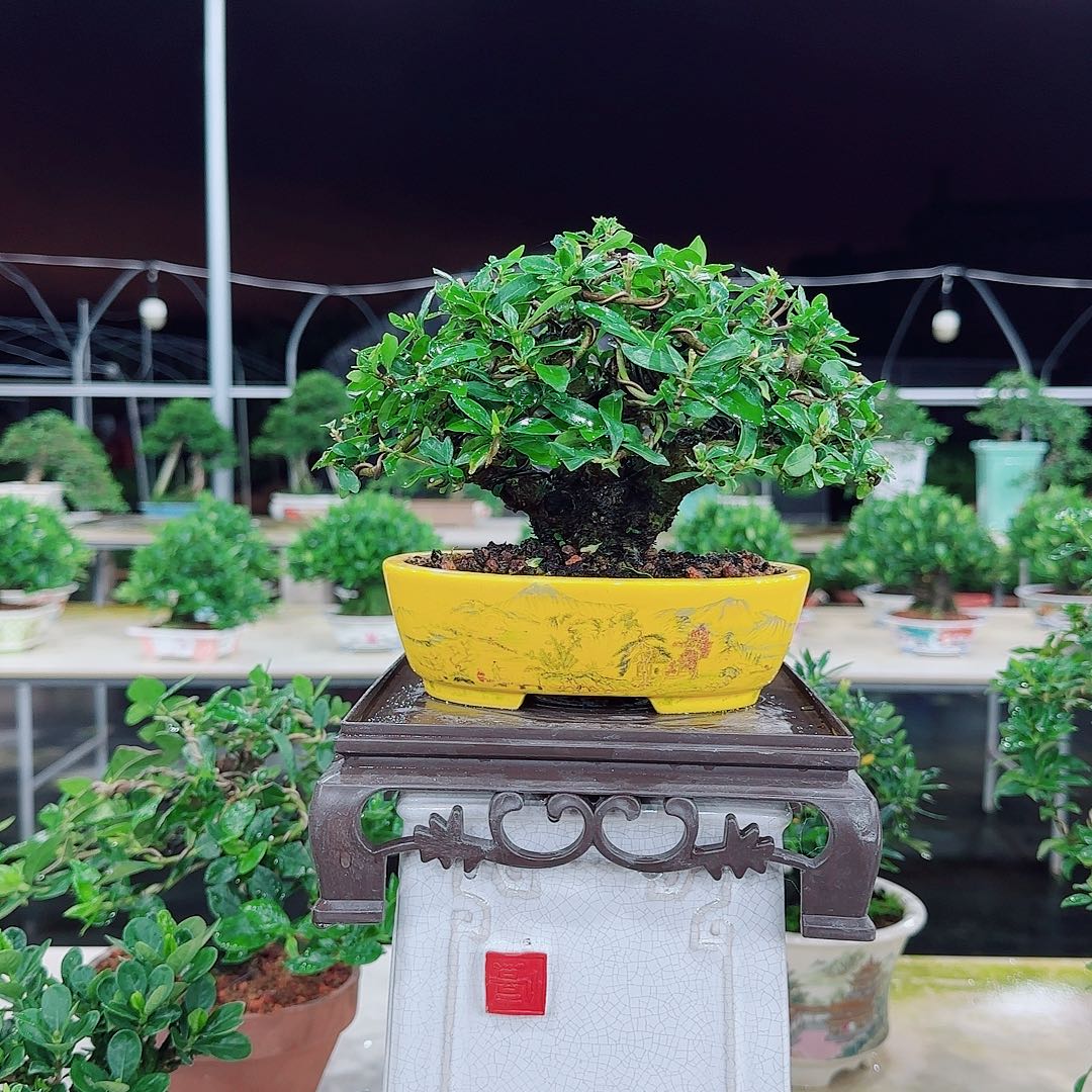 木***宝清誉栀子花清栀子花