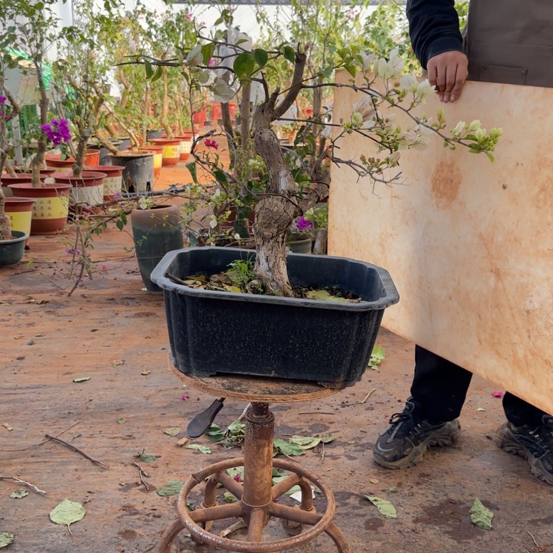 大部分开放少量花苞漳 139脱