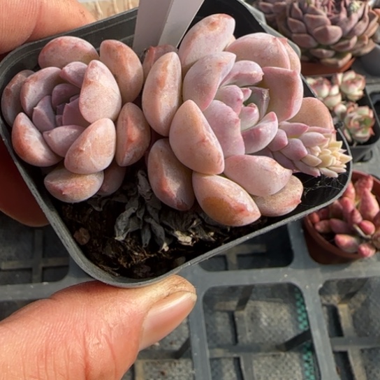 175恩宠一物一拍多肉