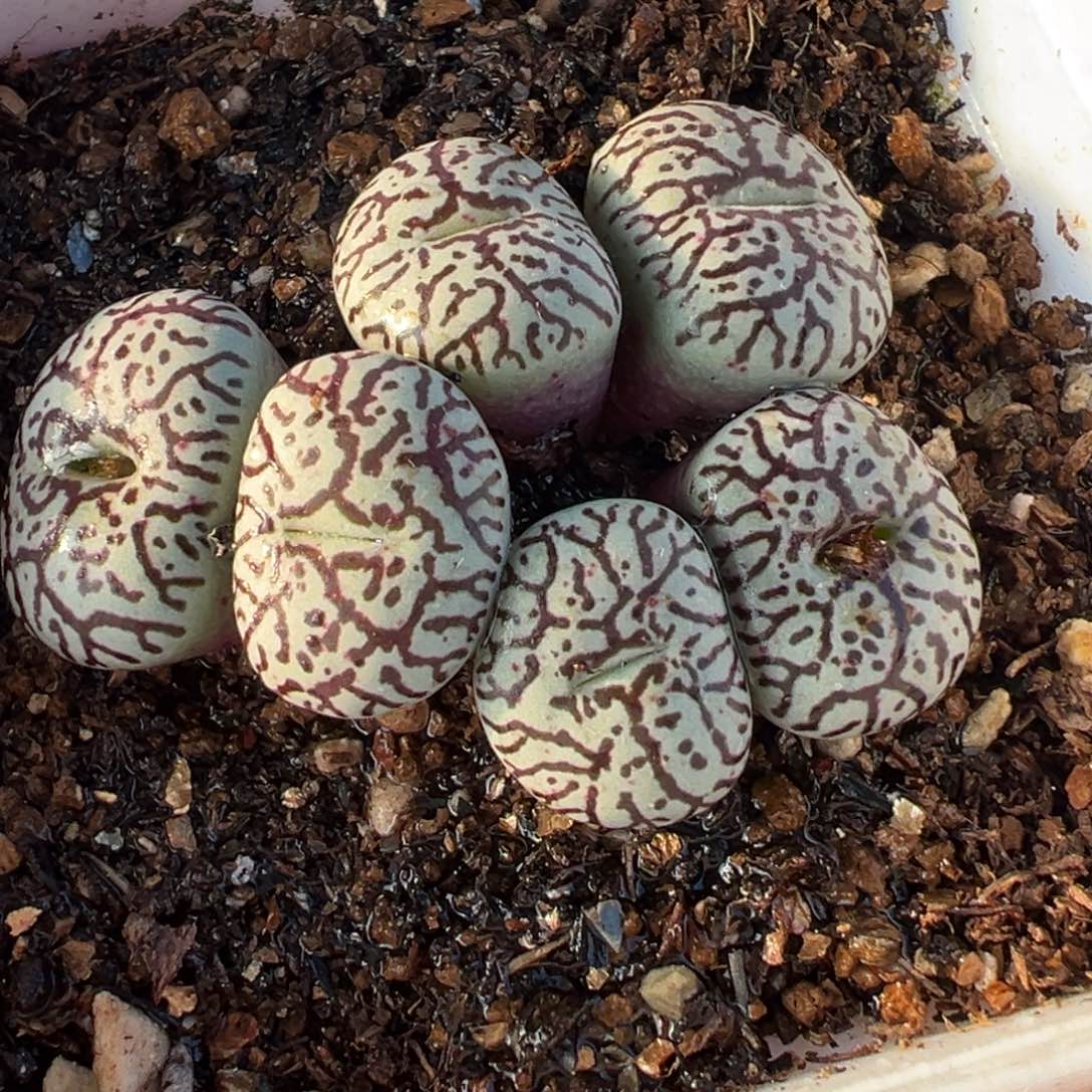 016多肉植物种类多样