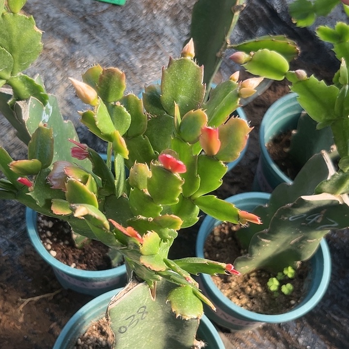 用***010号038粉色0000000000