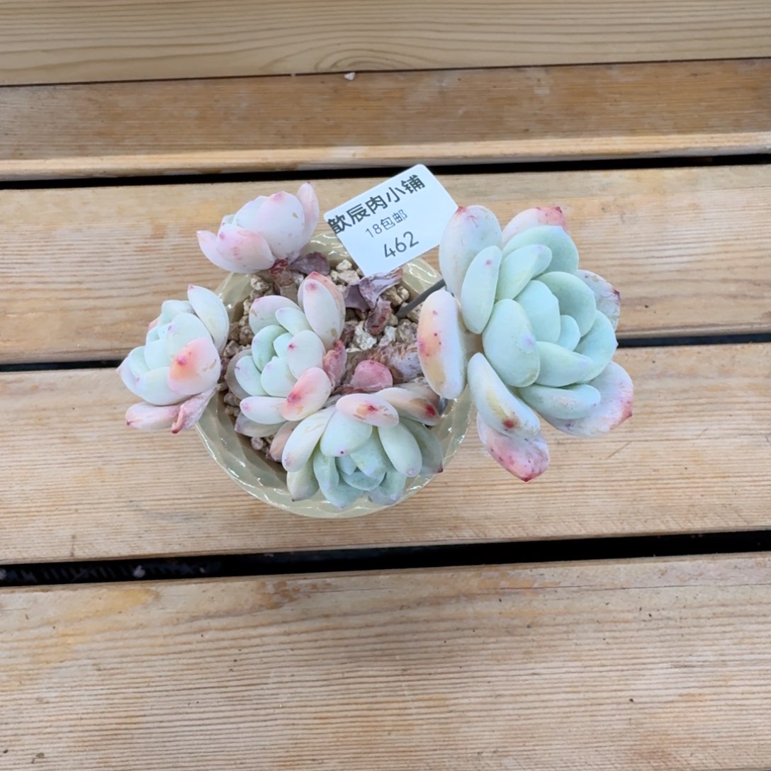 咖***乐多肉植物冷香一上桌