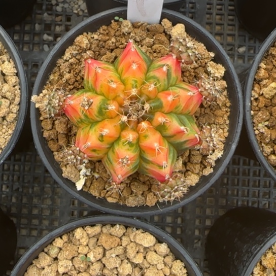 242-0123泰国发货多肉