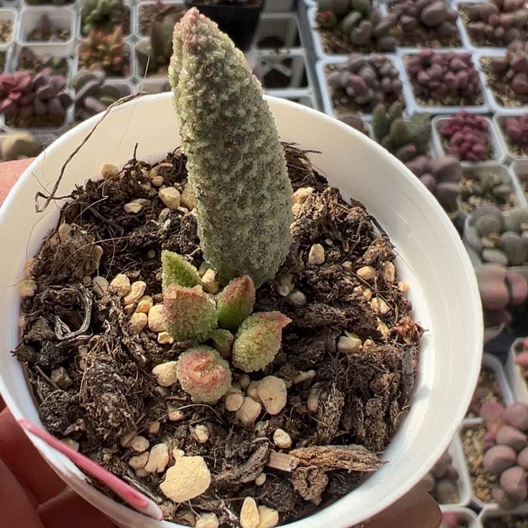 实生新品多肉植物水泡