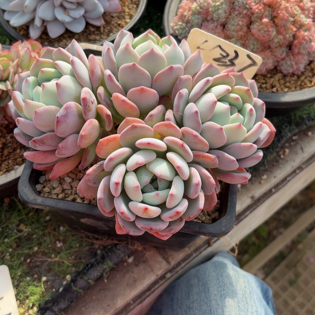 *****237fgjjjkkmmmmmk多肉