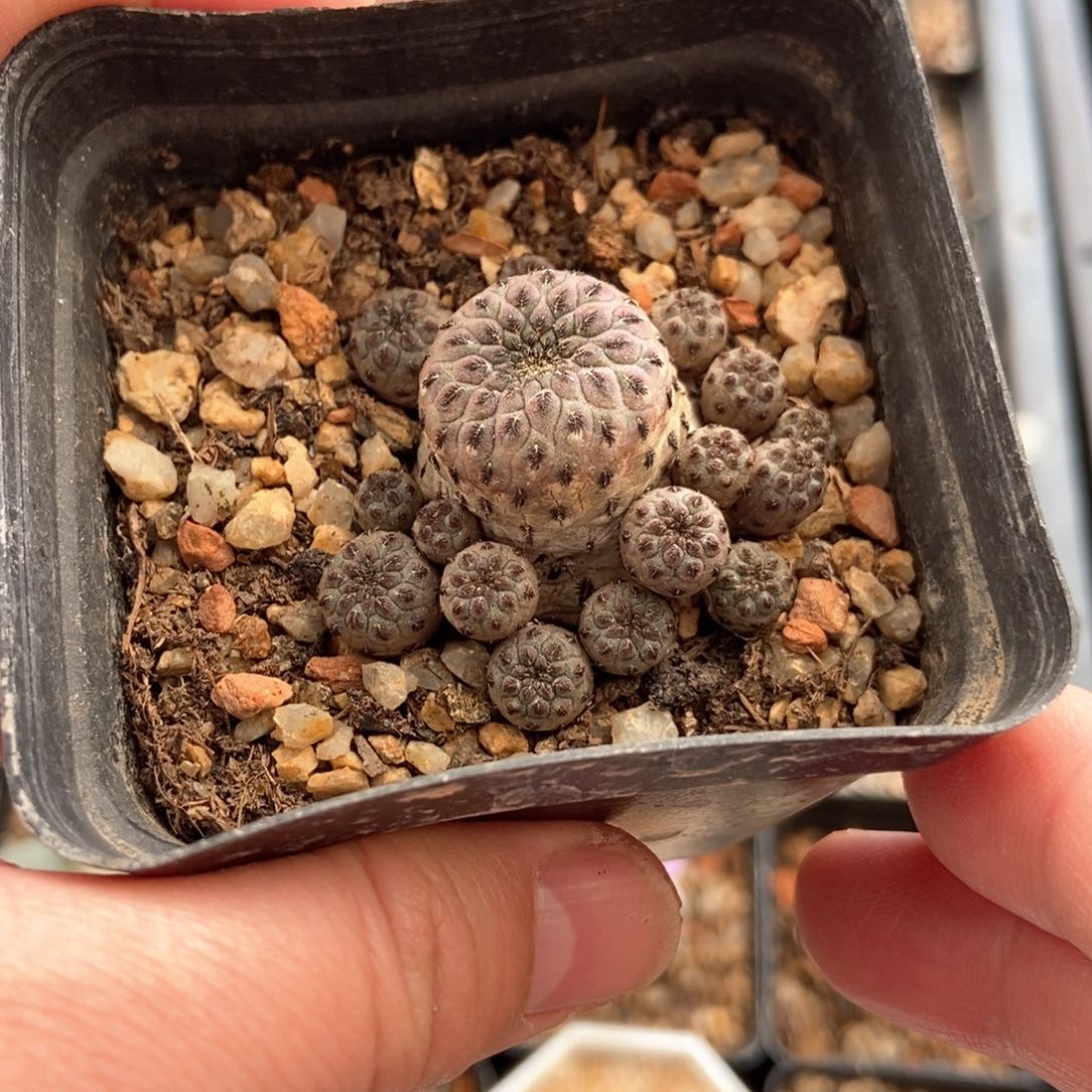 自根绿丽丸群一颗