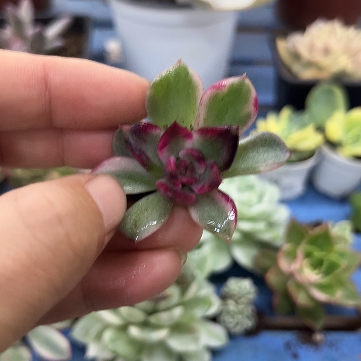217火焰山锦炸多肉植物